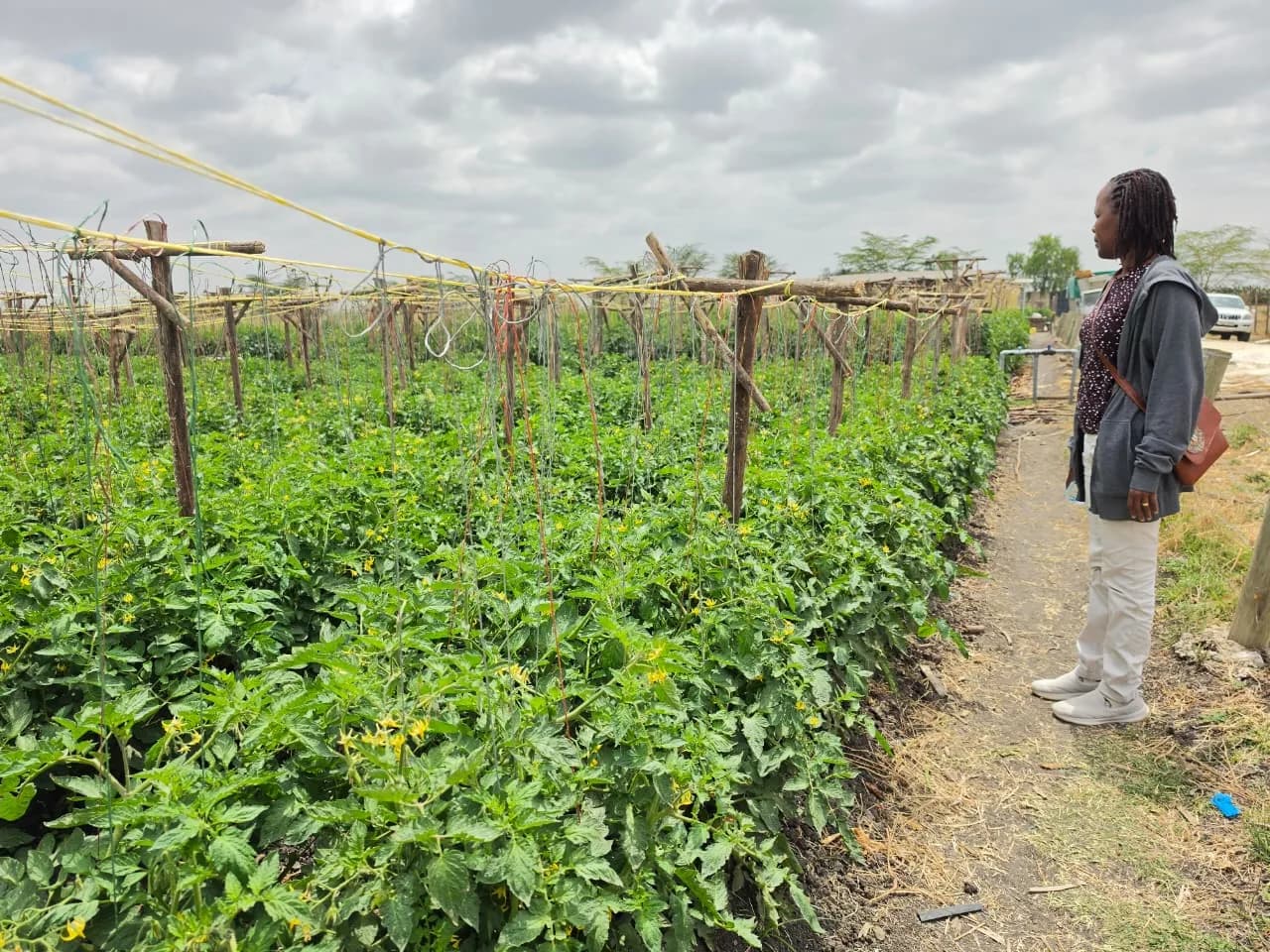 Looking out over the trellised tomato field